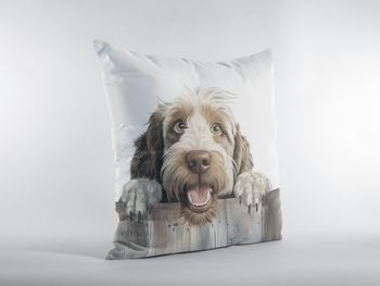 P-8641-spinone italiano